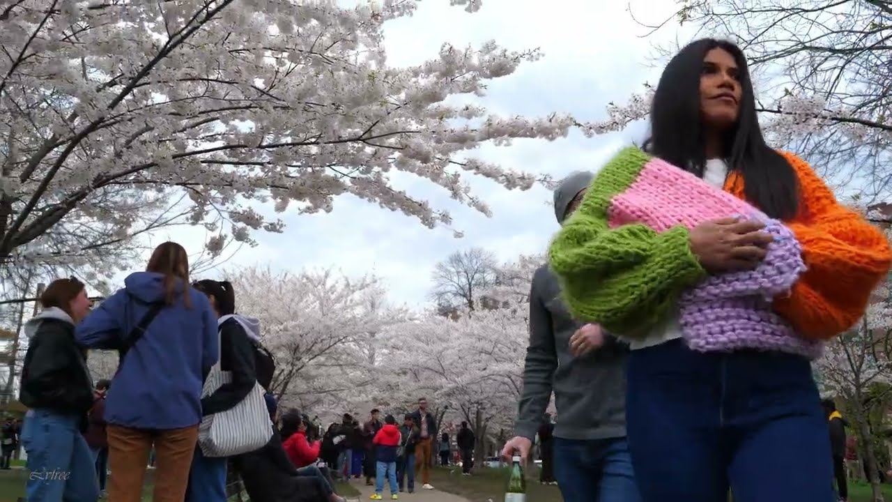 Toronto Trinity Bellwoods Park Cherry Blossoms - Best Place to See Blossoms  in Toronto