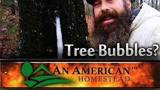 Tree Bubbles?  What is this?