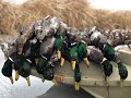 North Dakota Duck Hunt 2020 (WE GOT A BAND!!)