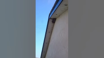 Housemartins arriving from their migration