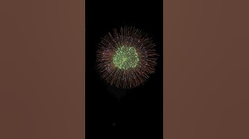 16" Inch Brocade Crown Quadruple Pistil W/Tail #YungFengDisplayShells