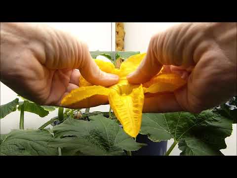 Hanging Pumpkins and Edible Flowers