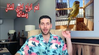 افضل انواع كناري الشكل واهم المشاكل المصاحبه لهذا النوع