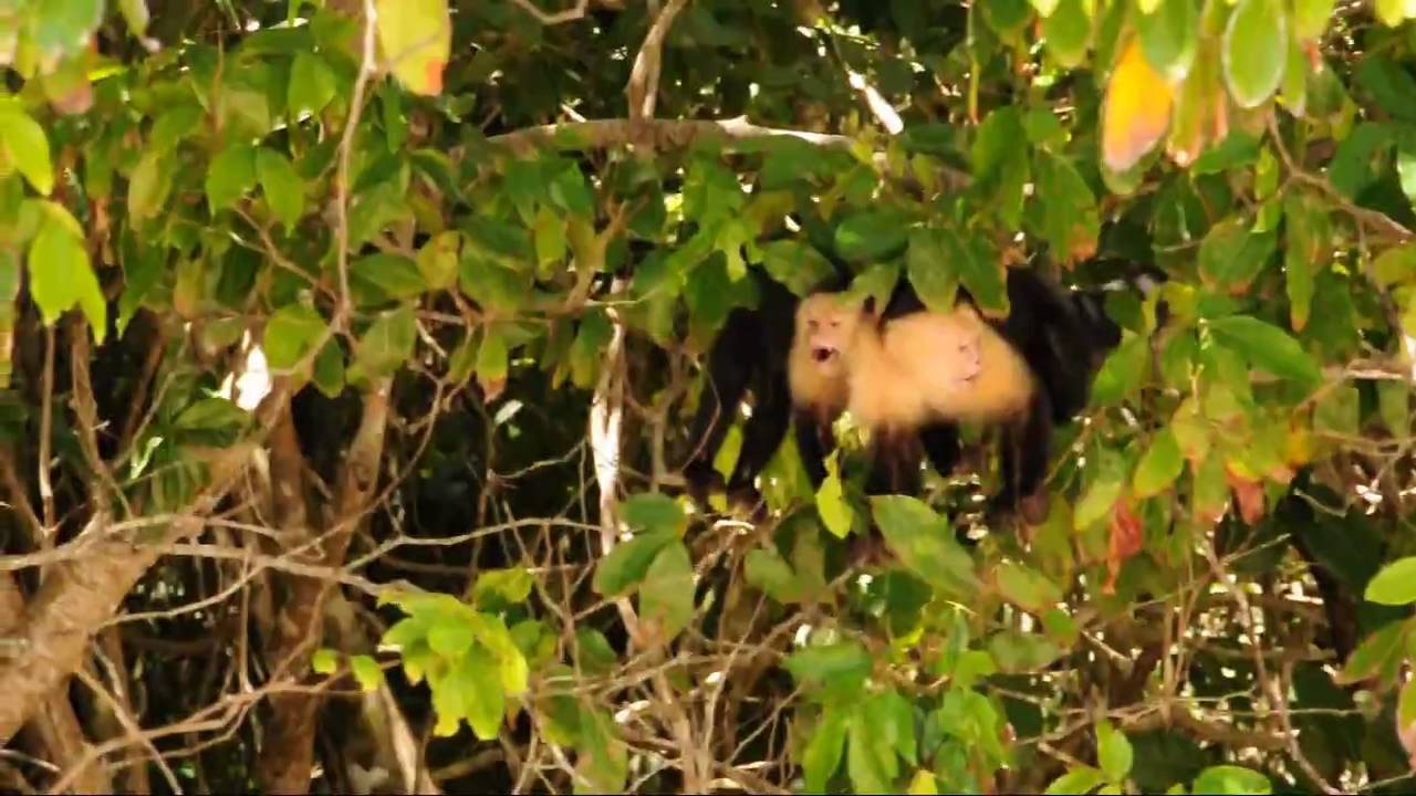 Manuel Antonio Monkeys Sometimes, Not So Friendly 2 YouTube