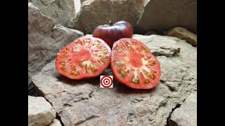 Blue Beauty Tomato By Brad Gates Review