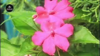 AL-JAWAZIR - BUSYRO LANA (MEDLEY)