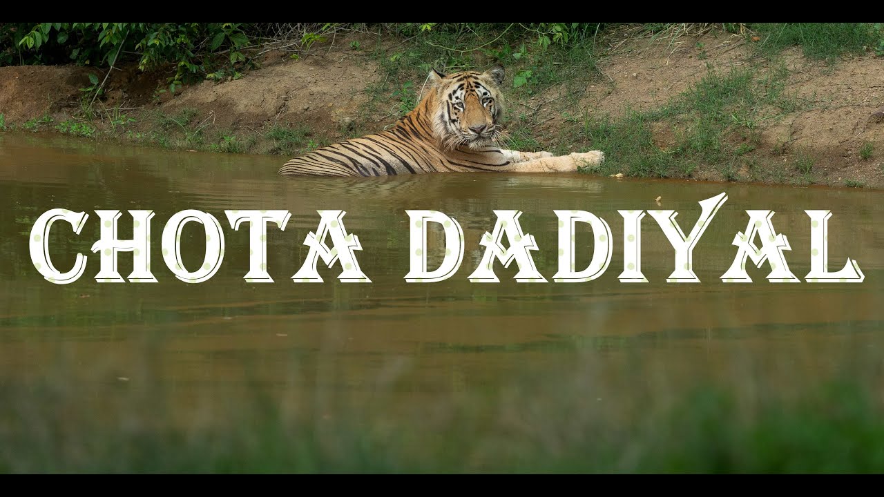 TIGERS OF TADOBA Part 2 Dominant Male Chota Dadiyal Tiger & Choti Madhu Cubs 