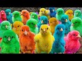 World cute chickens colorful chickens rainbows chickens cute ducks cat rabbitscute animals 
