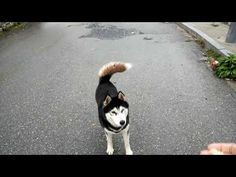 Svameti Mestia  ჰასკი მესტია 4 10 18 MOV 1061