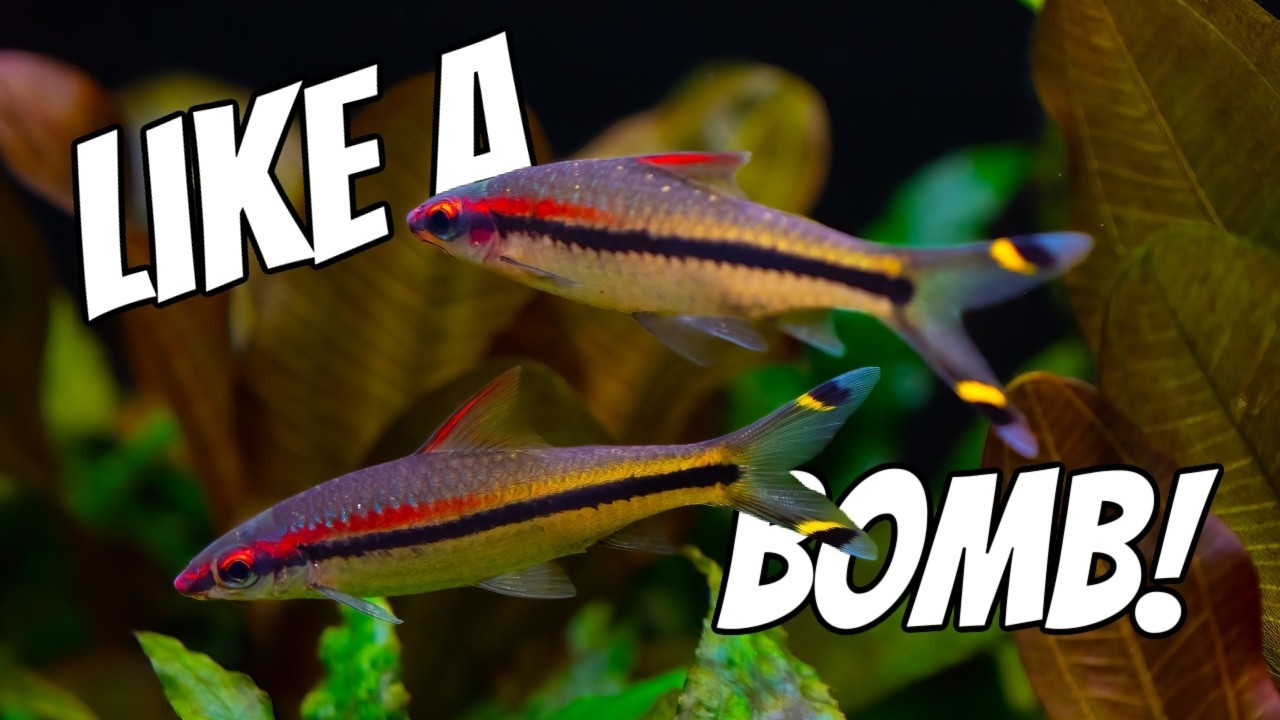 These Fish Are Like Torpedos! Roseline Shark/Denison Barb Species Profile