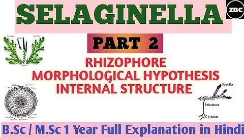 RHIZOPHORE of SELAGINELLA| (Part 2) Morphological Hypothesis, Internal Structure of RHIZOPHORE |ZBC