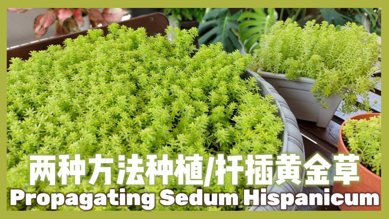 两种方法种植和扦插黄金万年草 How To Propagate Golden Sedum Hispanicum Youtube 两种方法种植和扦插黄金万年草 How To Propagate Golden Sedum Hispanicum Youtube