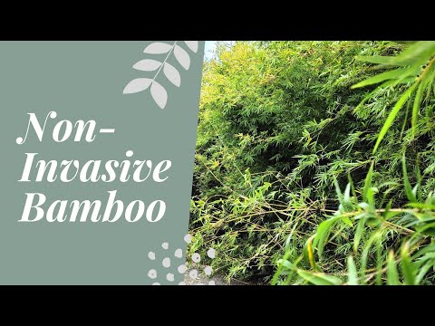 Clumping vs. Running Bamboo | Catherine Arensberg