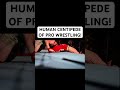 Human Centipede of Pro Wrestling!