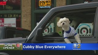 Cubs Draw All Kinds Of Fans