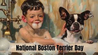 What Nation Boston Terrier Day means to rescue 🐾♥️🐾 #bostonterrier #adoptdontshop