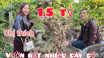Lạc vào vườn cây triệu usd với nhiều tác phẩm sanh cổ tiền tỷ mà anh em yêu cây ai cũng thích