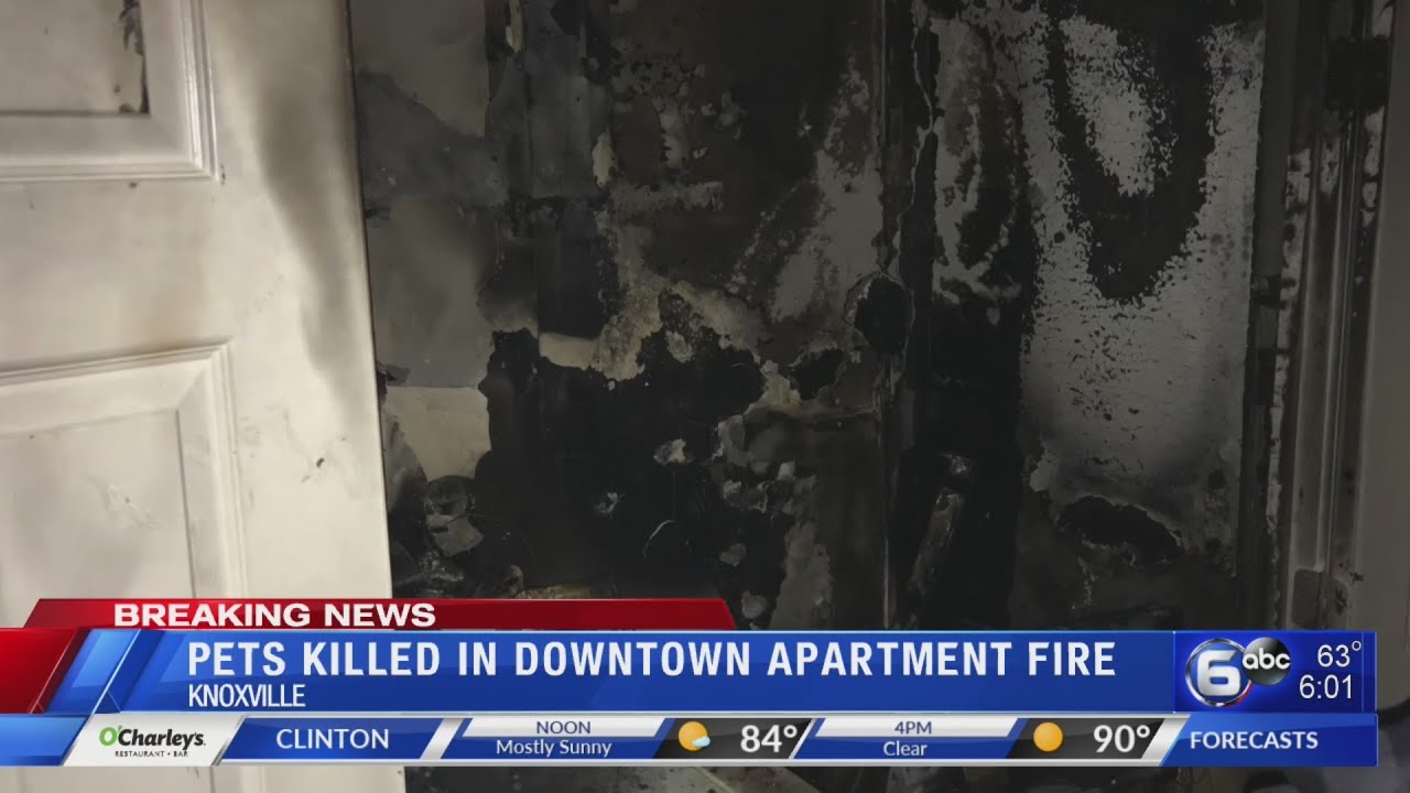 One dog, cat killed in Knoxville apartment fire - YouTube
