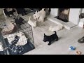 Scottish terrier puppies の動画、YouTube動画。