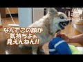 すぐキレるポメラニアン36 コタＶＳお父さん 抱っこされコタ完敗!?