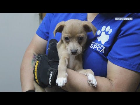Hundreds of animals seized from Santa Fe, Texas pet store - YouTube