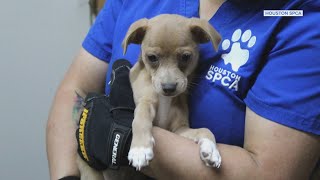Hundreds of animals seized from Santa Fe, Texas pet store
