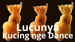 Download Lagu Lucunya kucing nge Dance,,kucing imut lucu joget joget MP3