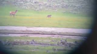 Elk chasing wolf
