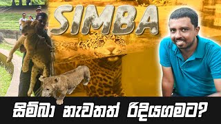 සිම්බා නැවතත් රිදියගමට? / Simba lion cub Dehiwala Zoo  🦁 🐆