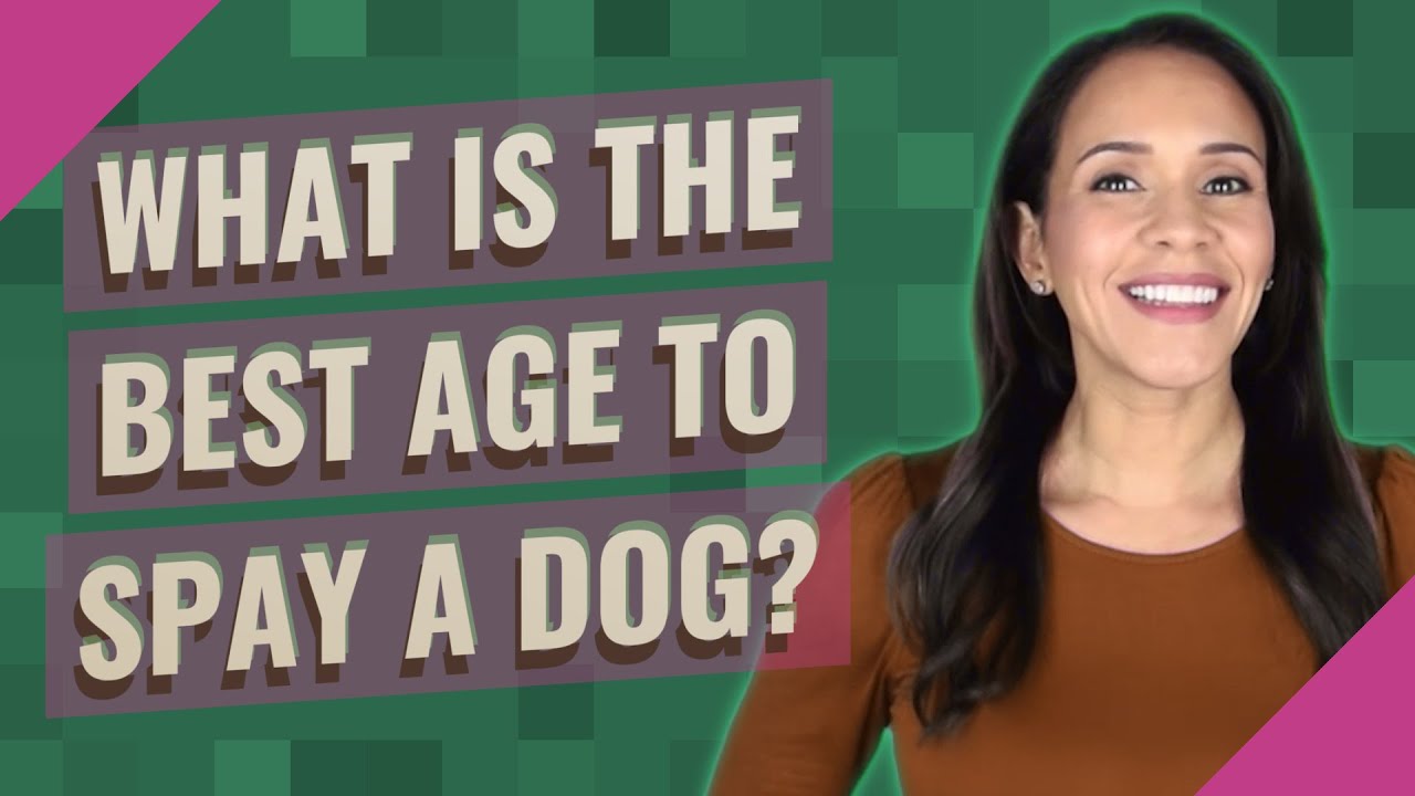 What is the best age to spay a dog? YouTube