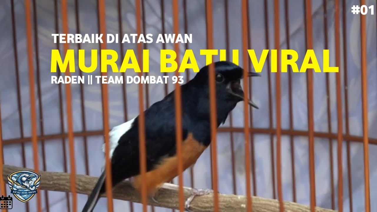 YANG JUAL PASTI NYESEL LIAT PENAMPILAN RADEN || team dombat 93 