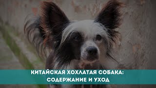 Китайская хохлатая собака: содержание и уход