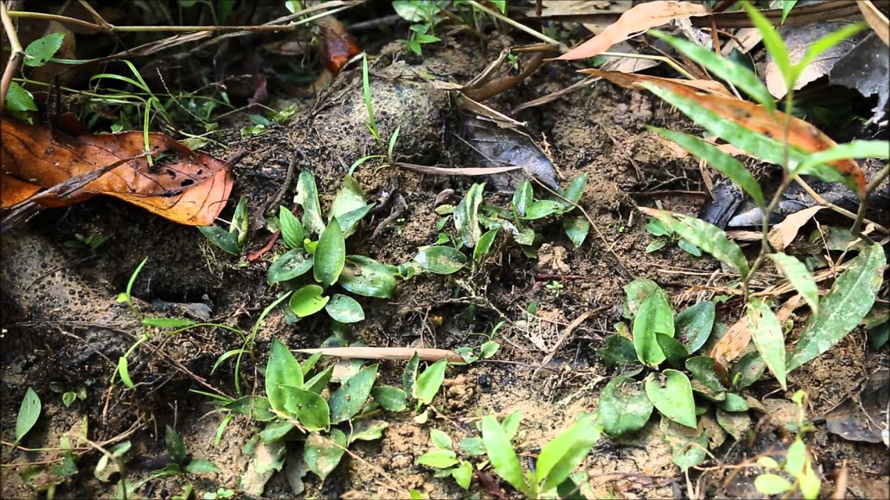 Cryptocoryne auriculata　-DIscoveryPlanet-