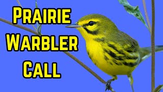 Prairie Warbler Call and Song with soft music  screenshot 5