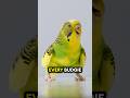 The Budgie’s Secret! 🤯🦜❤️ #birds #parrotlover #budgies #parakeet
