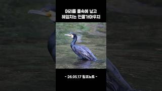 머리를 물속에 넣고 헤엄치는 #민물가마우지
