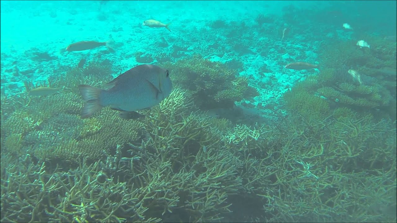 Snorkeling at Kuda Huraa, Maldives YouTube