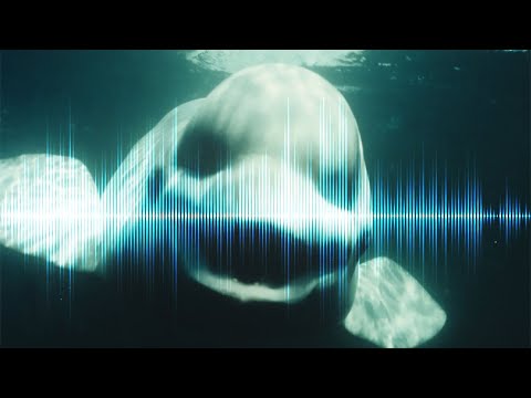 5 Creepiest Sounds in the Ocean Ever Recorded