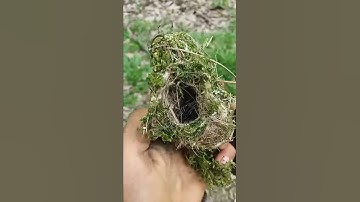 Panen burung remetuk laut. Gak taunya tertipu sama burung jahat