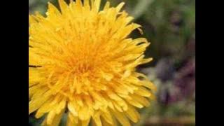 Dandelion by Tevin Campbell