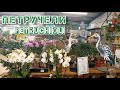 Оазис весенней красоты -магазин Петручели ☘️