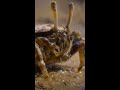 Fiddler Crab Mating Behaviors