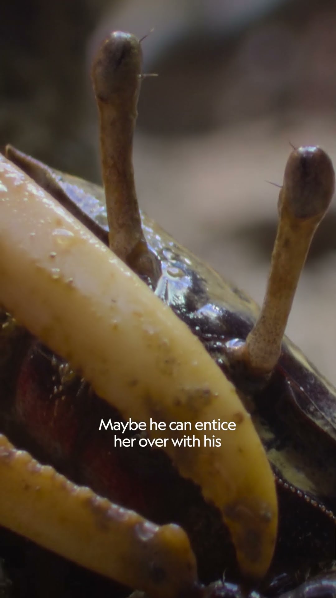 Who will win this fiddler crab's affection? ? #ARealBugsLife