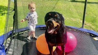 Rottweiler and toddler on a trampoline |87