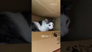 动物 - Animal