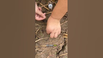 Mẹo bẫy chuột siêu đơn giản, hiệu quả cho nông dân 👉🐭#bắtchuột #mẹohay #nôngdân