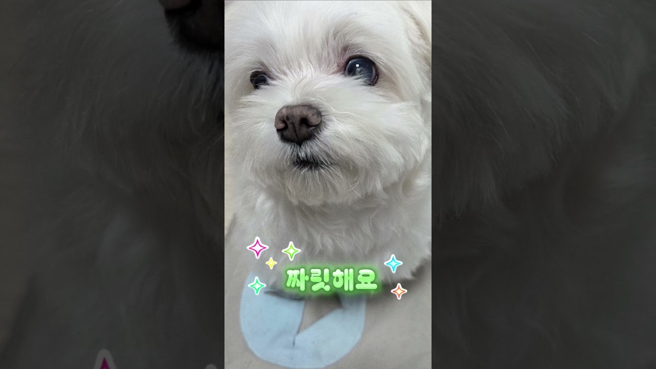 제 소원은요...? 집강아지 되기!!