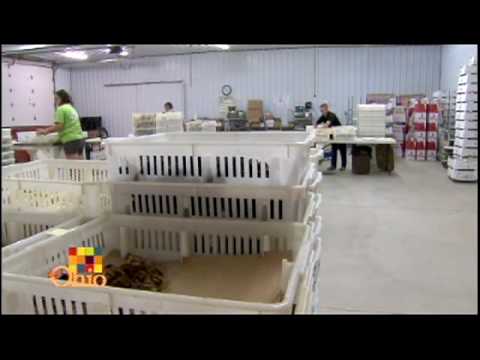 Meyer Hatchery - YouTube