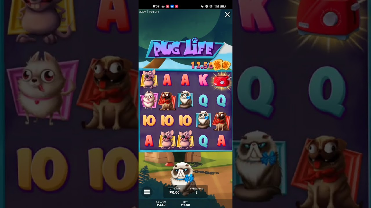PUG LIFE (HACKSAW GAMING) BIG WIN!!!