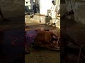 Qurbani video open blood